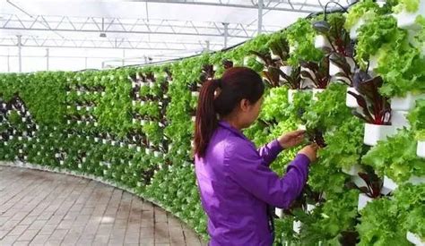 立体蔬菜种植技术指导