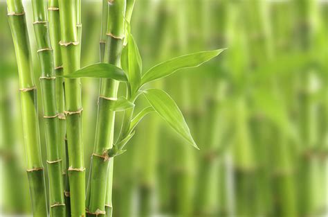 竹子一年四季都是绿的吗