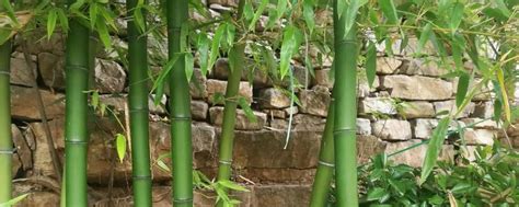 竹子如何种植成活率高