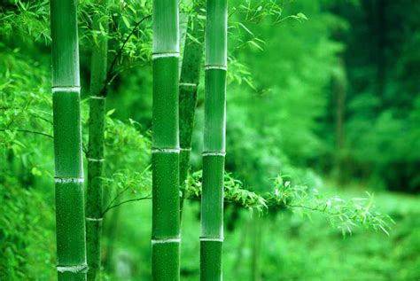 竹子流水的微信头像