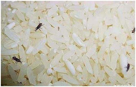 米生虫