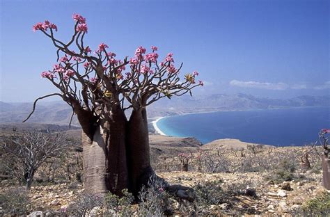 索科特拉岛的奇异植物