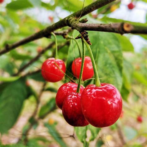 红妃樱桃种植条件