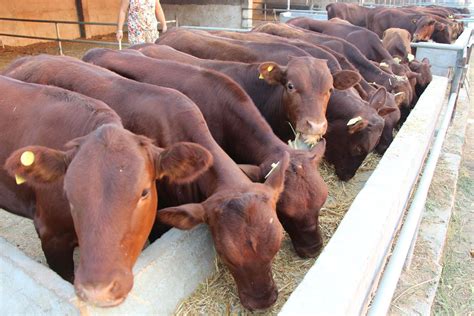 红安养牛500头以上养殖场