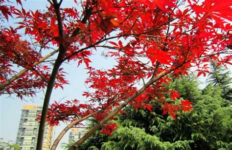 红枫树养殖方法和技巧