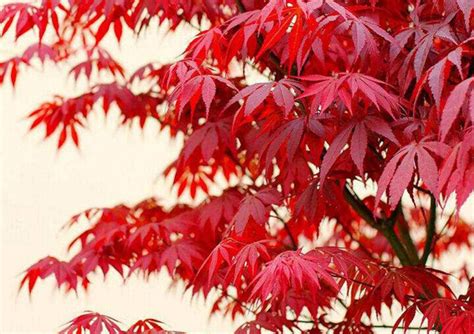 红枫树怎么插枝种植