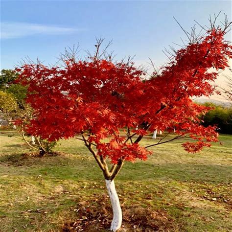 红枫树的种植条件