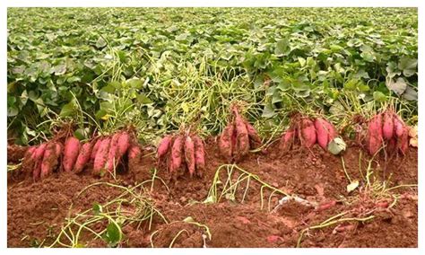 红薯优质高产栽培技术