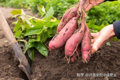 红薯如何种植全过程