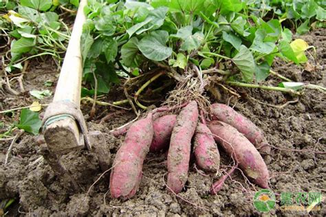 红薯如何种植成功