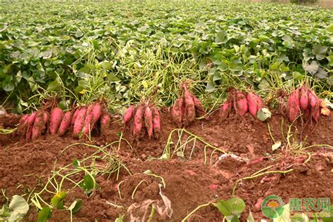 红薯种植技术步骤