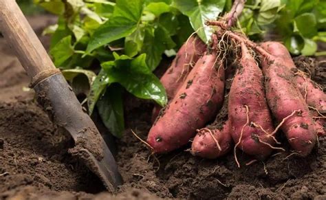 红薯种植时间和方法