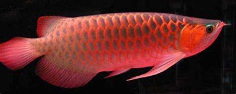 红龙鱼发色过程图解