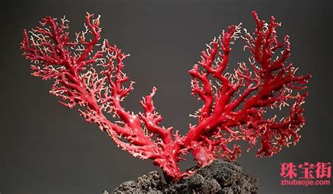 纯天然红珊瑚图片