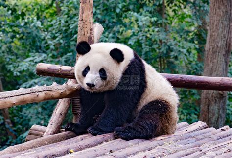 网红大熊猫为什么不说话