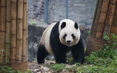 网红大熊猫真的存在吗