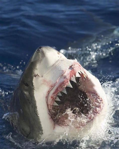 网红烹食大白鲨全球仅存3千多条