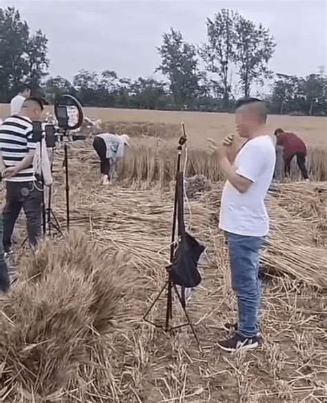 网红直播间割麦子