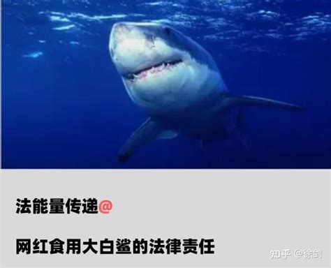 网红食用大白鲨事件起因