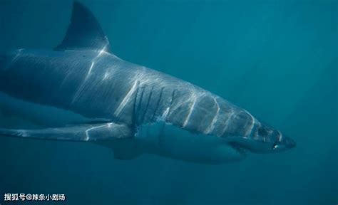 网红食用濒危大白鲨被调查