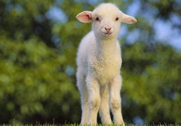 羊宝宝起名取名带解释