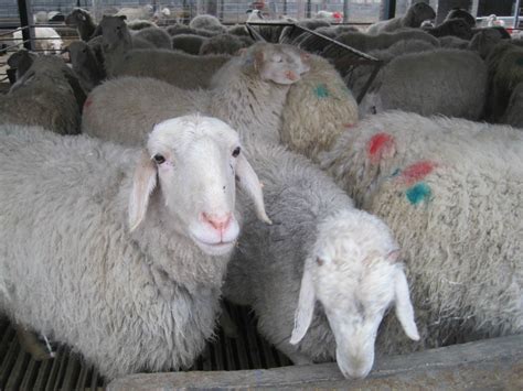 羊的各种称呼