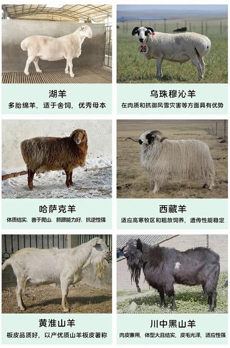 羊的品种大全