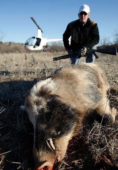 美国狩猎野猪纪录片