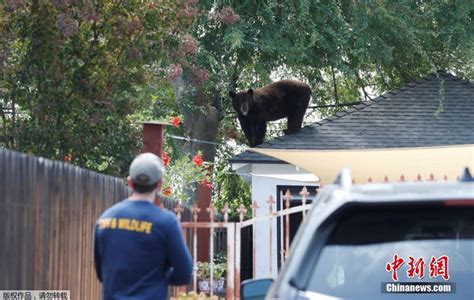 美国黑熊跑到居民家