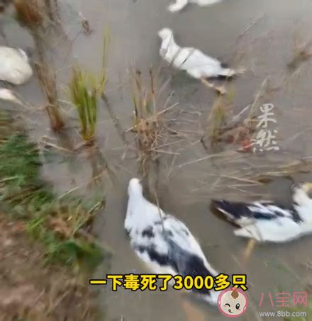 老人养的鸭子被人毒死6000多只