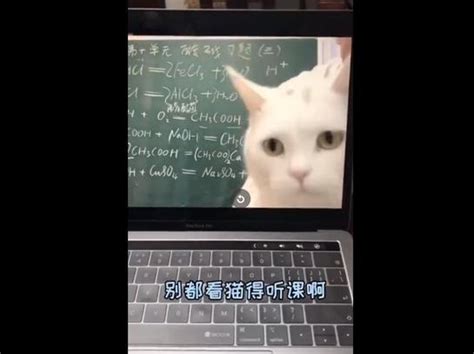 老师上网课猫咪5次入镜