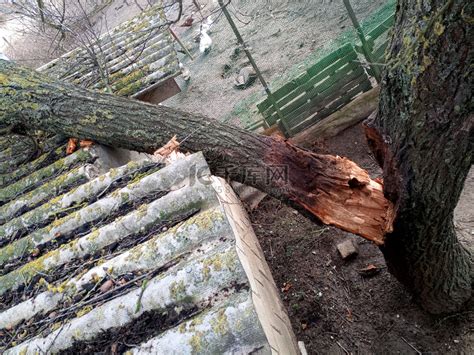 老树倒了压坏了老屋顶