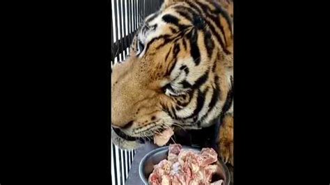 老虎吃肉视频