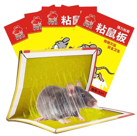 粘鼠板粘老鼠的图片