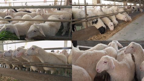 肉羊养殖农场起名