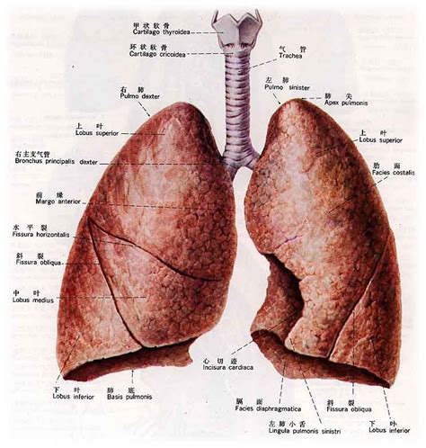 肺位置图片真实照片