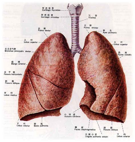 肺部在哪个位置图解