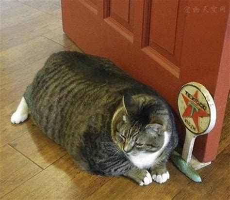 胖成球的猫