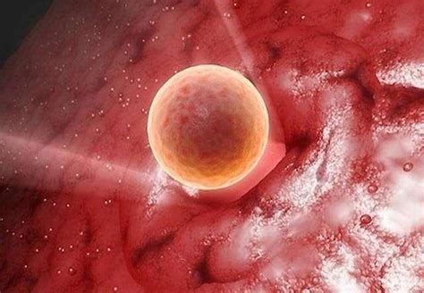 胚胎能活多久