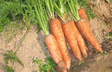 胡萝卜十种种植方法