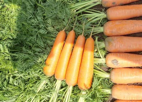 胡萝卜种植成本和利润