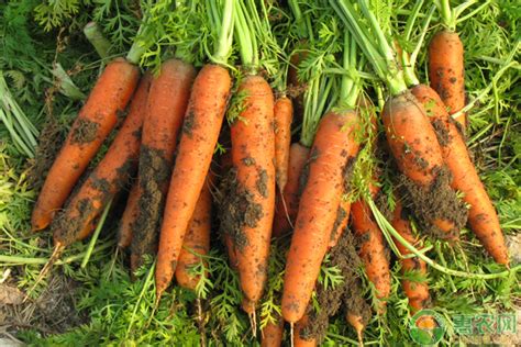 胡萝卜种植时间和方法