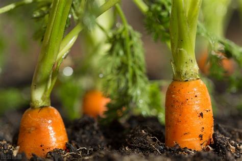 胡萝卜种植过程教程