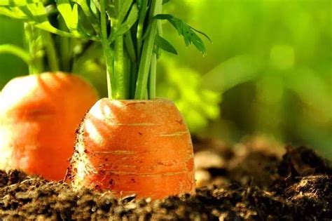 胡萝卜该如何种植