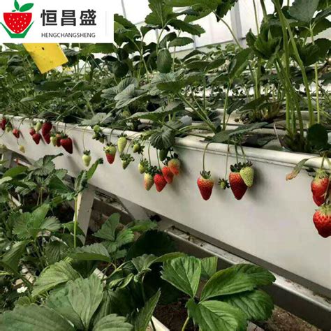 自制草莓种植槽