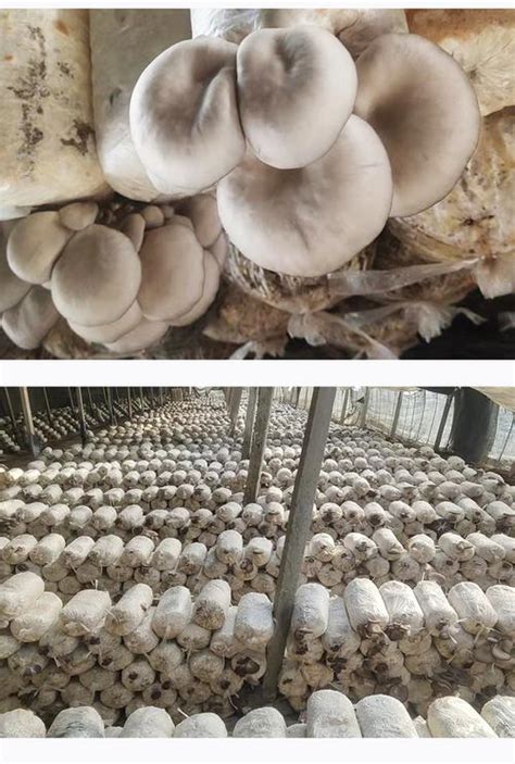 自制蘑菇菌种的方法
