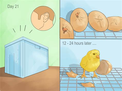 自制鸡蛋孵化器