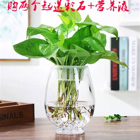芜湖玻璃花盆多少钱