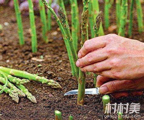 芦笋的种植方法及技巧