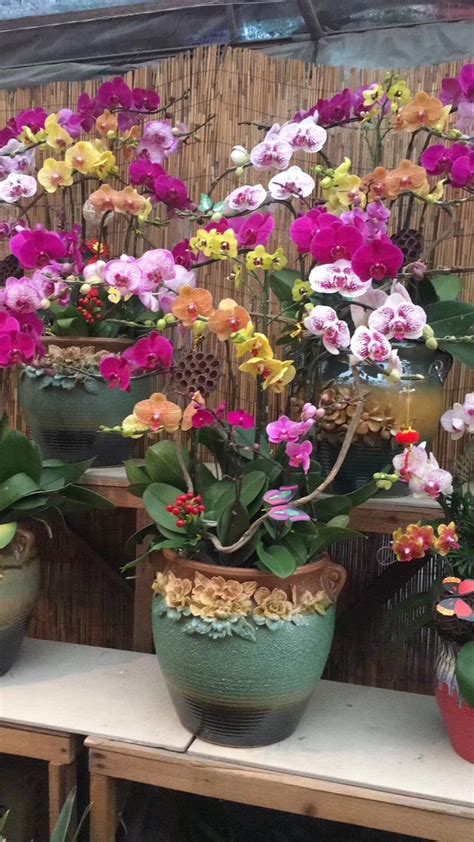 花卉店家排名